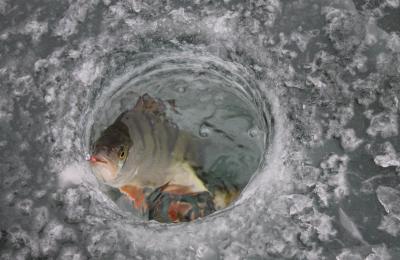 중부 얼음 낚시 투어 2박 3일